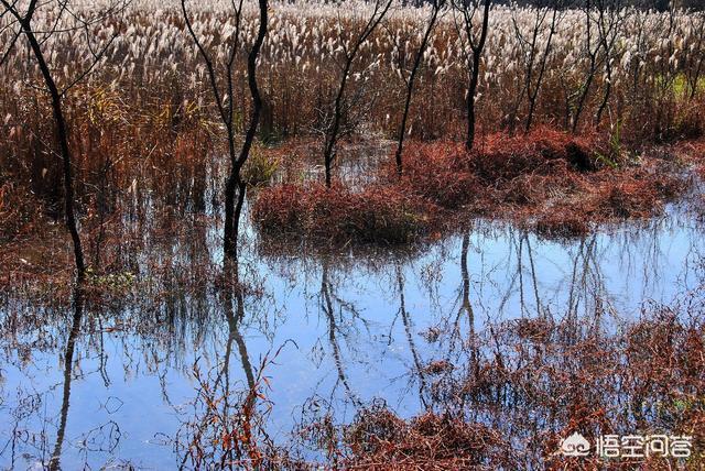 神农架穿越死了多少人，神农架发现“驴头狼”，早已灭绝50万年的生物，为何又突然出现