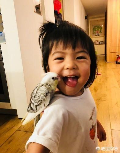 修杰楷:贾静雯修杰楷家的幸福，你们怎么看