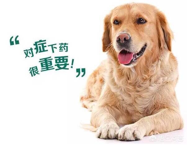 金毛犬吃什么:金毛犬吃什么可以不掉毛，还可以美毛？