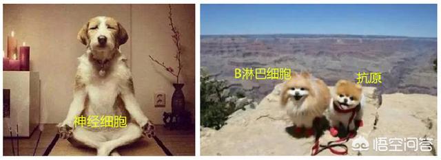 打狂犬疫苗后遗症的孩子们:狂犬疫苗对小孩的危害有哪些？