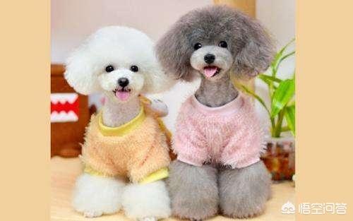 警犬训练内容:军犬训练，“无言的战友”是如何快速出击的？