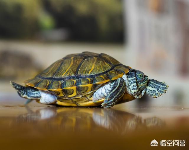 乌龟不吃东西漂浮:9月秋季乌龟不吃东西，该怎么办？