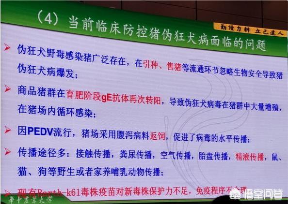 兽用狂犬疫苗种类:肓肥猪打几次伪狂犬疫苗？猪温疫苗打几次？