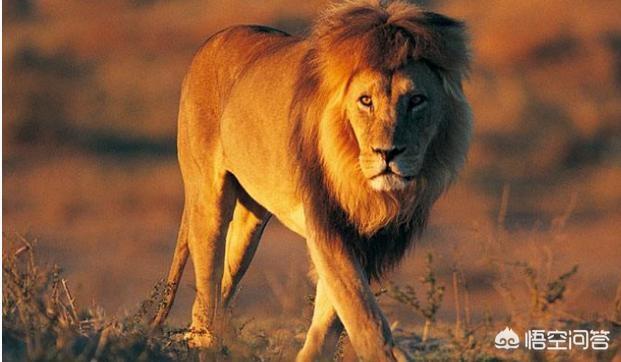 狮獒和虎獒的区别:什么狗不怕老虎和狮子这样的猛兽？为什么？
