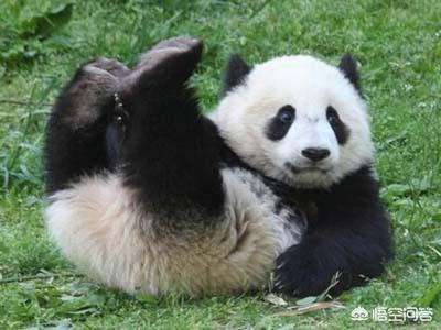 野生藏獒和老虎打架视频在线观看:老虎和国宝熊猫打架，老虎能赢吗？你怎么看？ 老虎和藏獒打斗视频