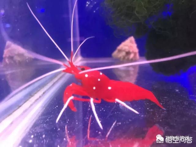 北京花鸟虫鱼网:在北京哪个花鸟鱼虫市场比较好？ 北京花鸟鱼虫市场
