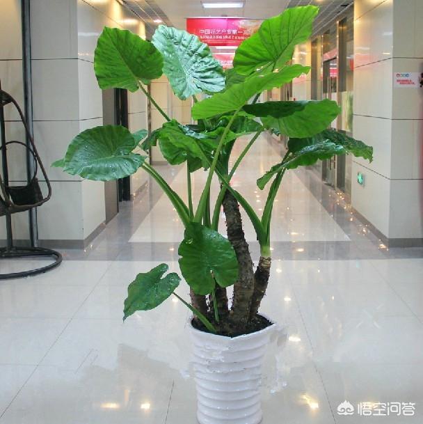 卧室里养什么植物等于慢性自杀，适合在卧室养殖的盆栽植物有哪些