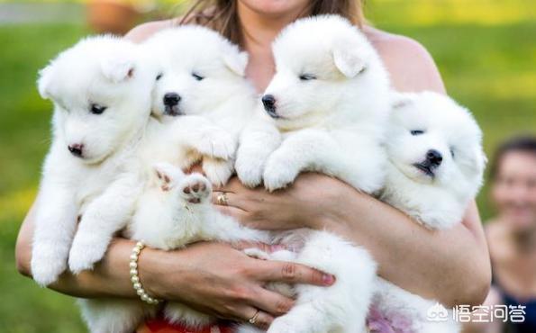 怎么挑选健康的萨摩耶幼犬:萨摩耶的幼犬应该怎么挑选？