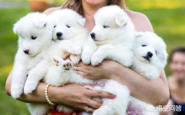 怎么挑选健康的萨摩耶幼犬:如何给萨摩耶幼犬选择合适的玩具？ 萨摩耶幼犬怎么挑选