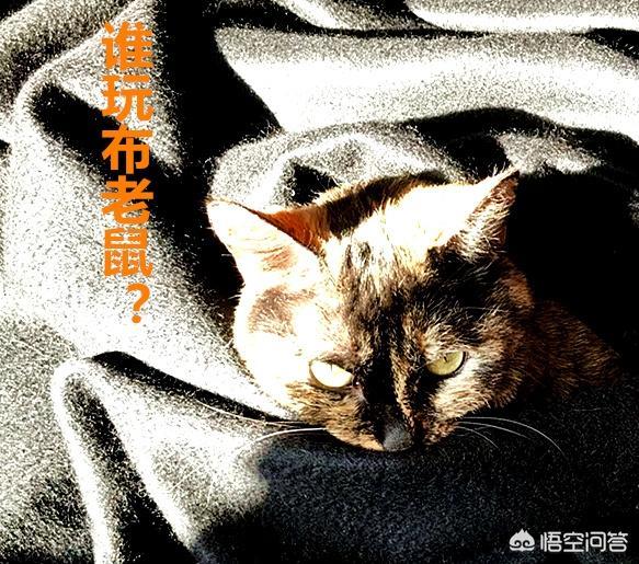 斑斑猫:猫咪记住自己的名字，大概需要多久？