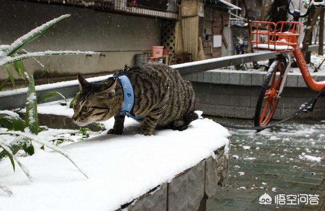 猫图:大家有没有用过自家猫咪图片做手机壁纸？ 猫图片大全可爱图片