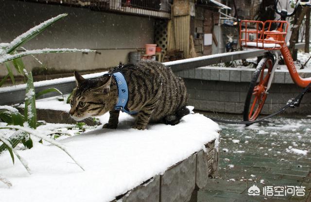 宠物猫:有什么2000以下的宠物猫适合家养？ 宠物猫的品种及价格