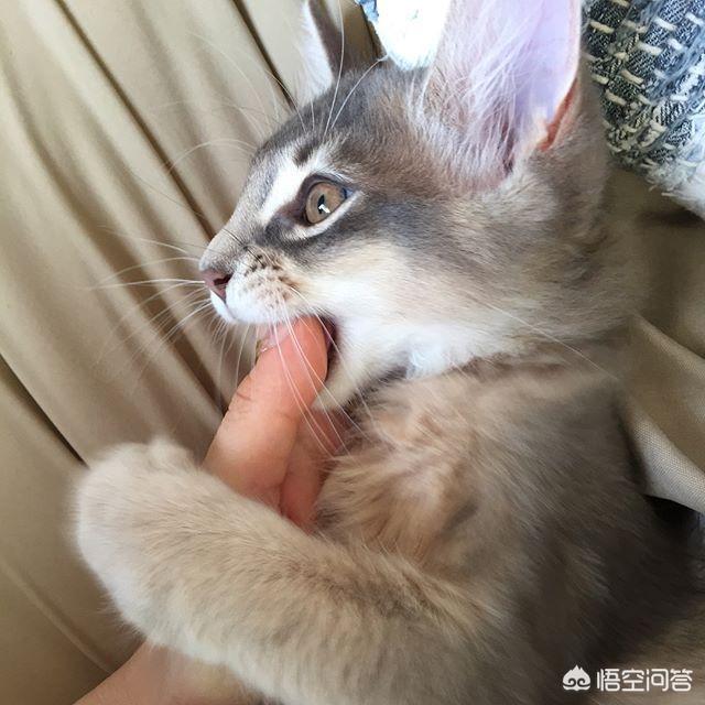 go猫粮的猫不吃:吃了猫粮的猫为什么不愿吃别的东西？是怎么回事？