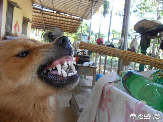 巴仙吉犬智商:怎么看狗狗智商高还是低？