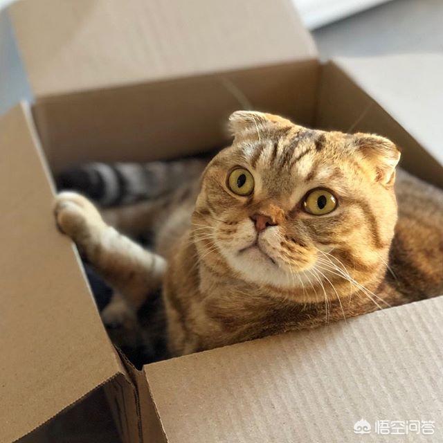 流浪猫绝育后放生:为什么有些爱心人士，抓流浪猫做绝育再放生？这对它们真的好吗？