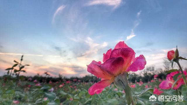 头条问答 用手机怎样拍花 4个回答