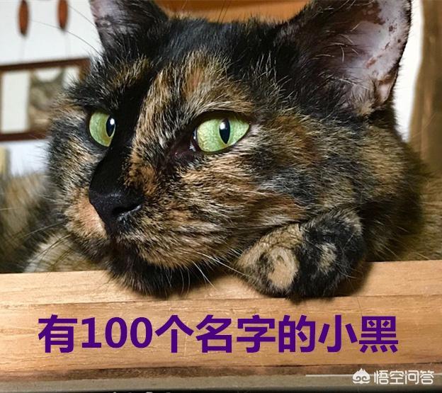 适合吃货的网名:猫咪记住自己的名字，大概需要多久