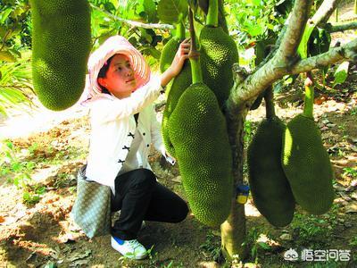 女人吃莲雾的好处，女人吃菠萝蜜有什么好处，什么人千万不能吃