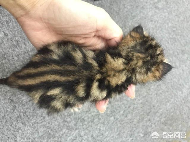 雪鞋猫的传说和性格特征:被捡回家的流浪小猫为什么惧怕出门？
