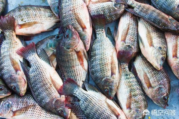 我国罗非鱼养殖大省主要是哪些，塘角鱼和罗非鱼哪种更容易养殖