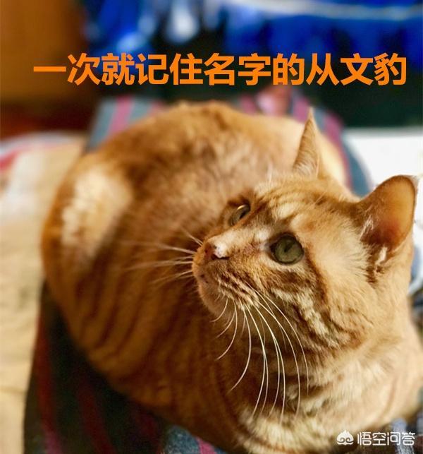 适合吃货的网名:猫咪记住自己的名字，大概需要多久