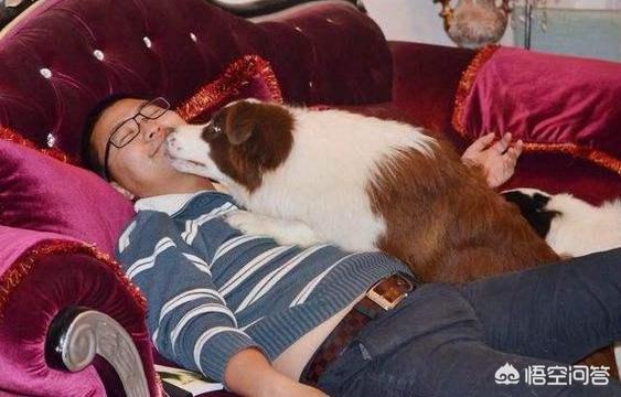 巴仙吉犬智力:狗狗会患那些“心理疾病”？
