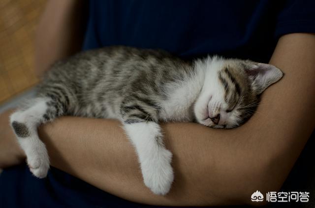 美国卷耳猫:五个月多的猫总是想咬主人怎么办？