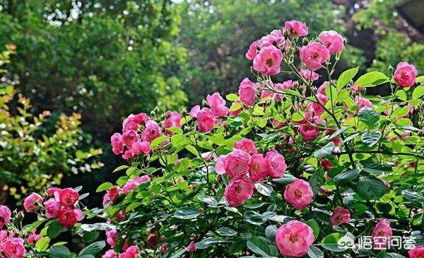 头条问答 该如何种植蔷薇花 23个回答