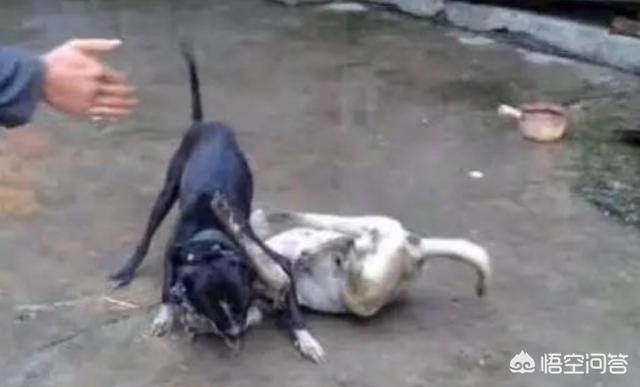 比特犬战大丹犬视频:同体型下，我国哪种狗可以打得过比特犬？为什么？