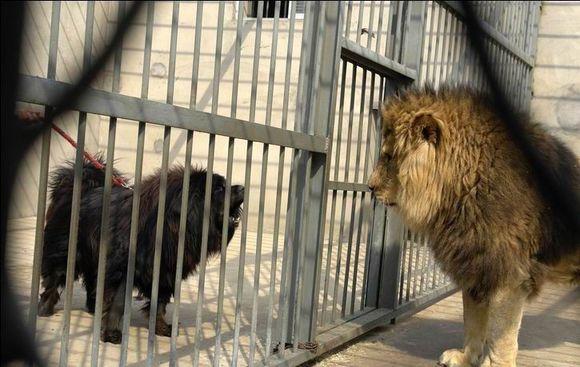 马士提夫獒犬与藏獒:500斤的藏獒可以打得过一只成年东北虎吗？为什么？