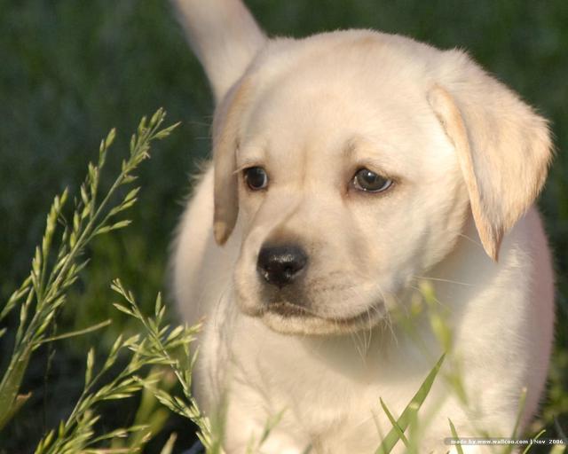 串西施犬寿命:狗狗的寿命一般多长？几岁算是老狗？
