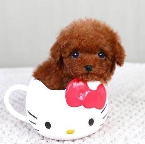 串西施犬寿命:狗狗的寿命一般多长？几岁算是老狗？