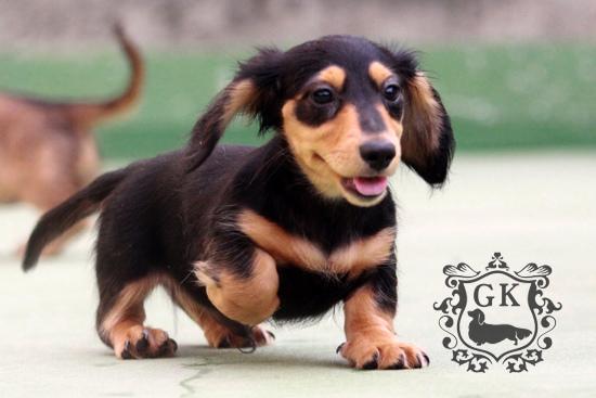 串西施犬寿命:狗狗的寿命一般多长？几岁算是老狗？