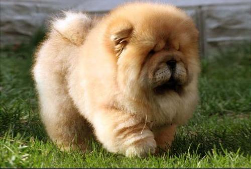 串西施犬寿命:狗狗的寿命一般多长？几岁算是老狗？
