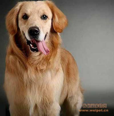 串西施犬寿命:狗狗的寿命一般多长？几岁算是老狗？