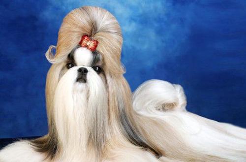 串西施犬寿命:狗狗的寿命一般多长？几岁算是老狗？