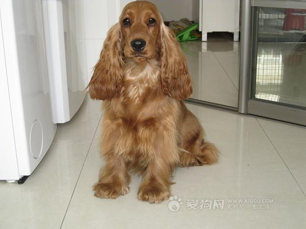 串西施犬寿命:狗狗的寿命一般多长？几岁算是老狗？