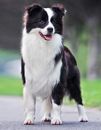 串西施犬寿命:狗狗的寿命一般多长？几岁算是老狗？