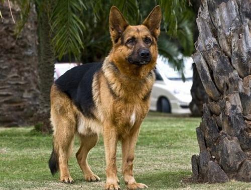 串西施犬寿命:狗狗的寿命一般多长？几岁算是老狗？