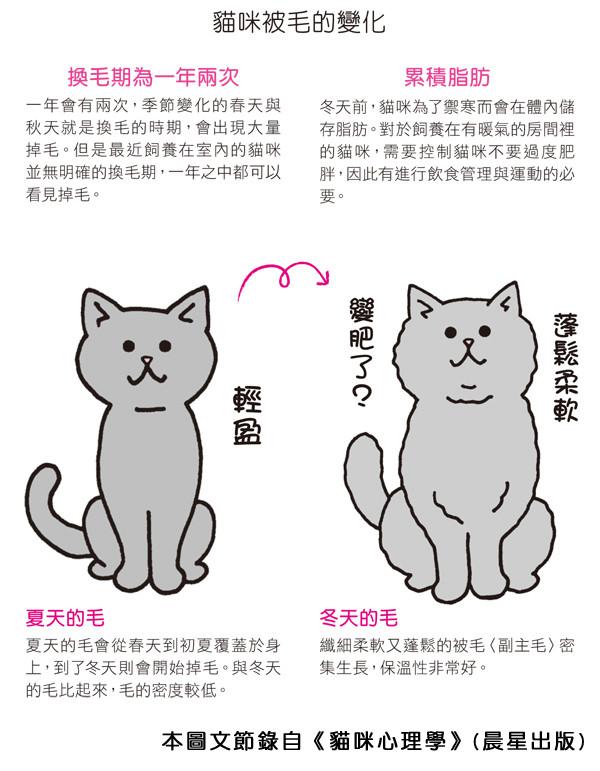 挪威森林猫和西伯利亚森林猫区别:喵星人的祖先来自沙漠？是真的吗？ 挪威森林猫 西伯利亚森林猫