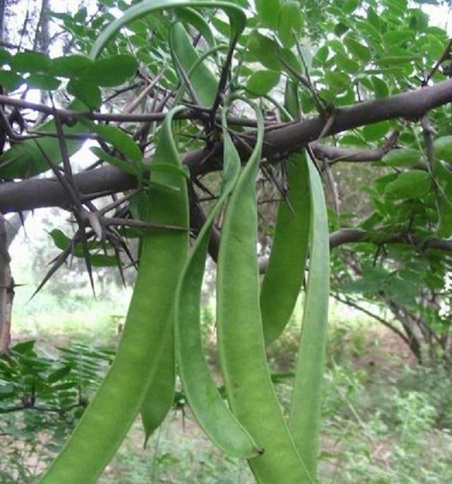 古人常用哪种植物洗头，古代人都是用什么洗头的他们那么长的头发怎么会那么好的呢