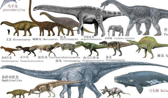 恐龙进化图分支图图片