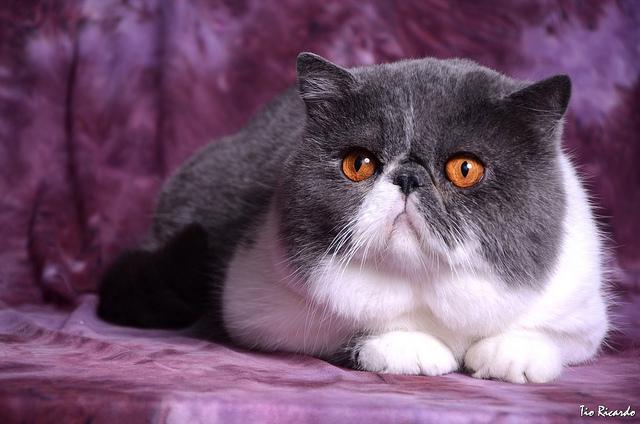 成都加菲猫是什么猫:「加菲猫」到底是什么猫？