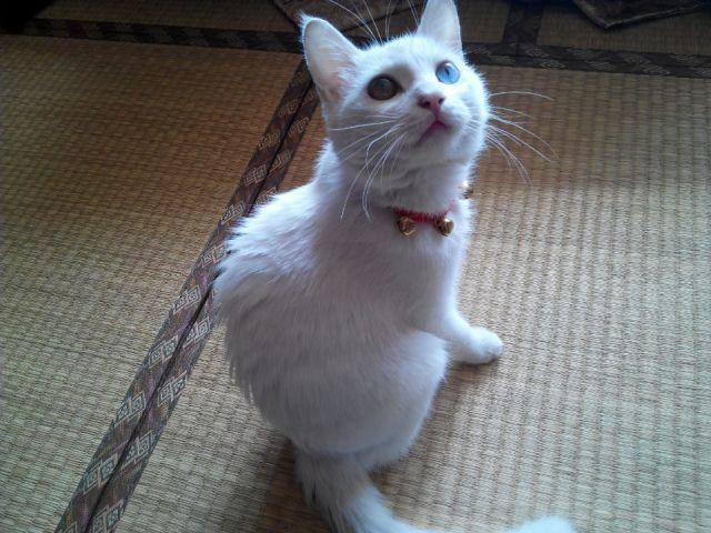 猫咪物语1百度影音:为什么有些人愿意成为猫奴？