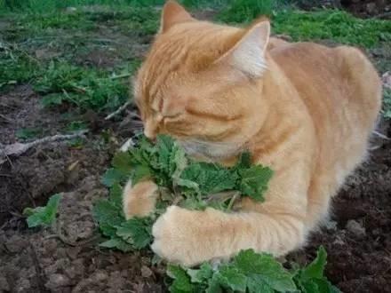 猫薄荷对猫有什么作用危害:猫薄荷对猫有什么作用? 猫薄荷到底是个什么鬼？对猫有危害吗？