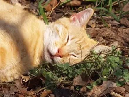 猫薄荷对猫有什么作用危害:猫薄荷对猫有什么作用? 猫薄荷到底是个什么鬼？对猫有危害吗？