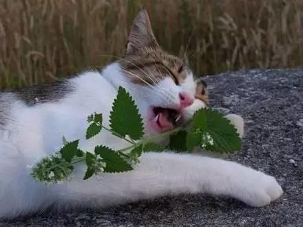 养猫的好处 英文:猫薄荷到底是个什么鬼？对猫有危害吗？ 养猫的好处英文作文