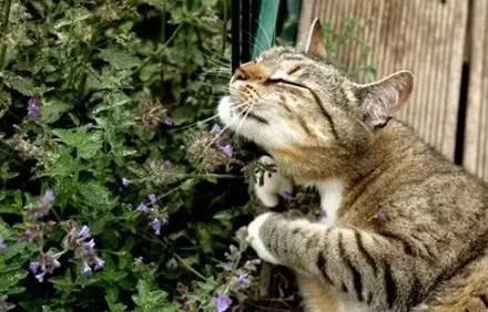猫薄荷对猫有什么作用危害:猫薄荷对猫有什么作用? 猫薄荷到底是个什么鬼？对猫有危害吗？