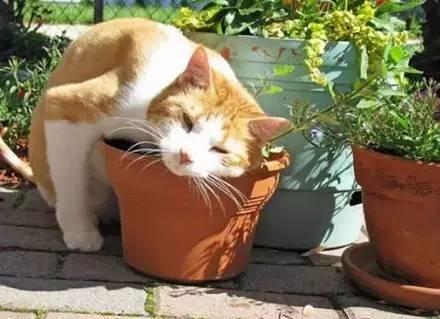 猫薄荷对猫有什么作用危害:猫薄荷对猫有什么作用? 猫薄荷到底是个什么鬼？对猫有危害吗？