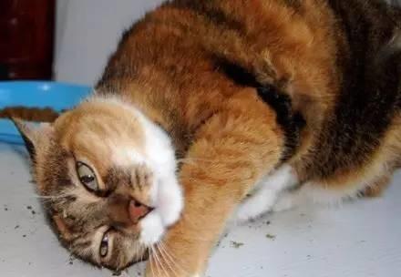 猫薄荷对猫有什么作用危害:猫薄荷对猫有什么作用? 猫薄荷到底是个什么鬼？对猫有危害吗？